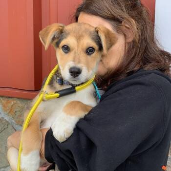 Beagle and Labrador Retriever Dogs Available for Adoption in Sparta, New Jersey - Miss Bee | PetCurious