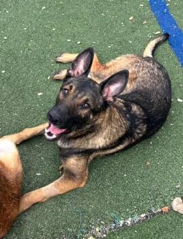 Rescue Belgian Shepherd Malinois Dogs for Adoption - Sammie | PetCurious