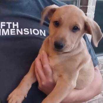 Rescue Hound and Mixed Breed Dogs for Adoption in Jersey City, New Jersey - Cody Glass | PetCurious