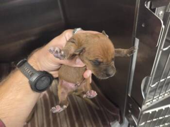 Rescue American Staffordshire Terrier and Mixed Breed Dogs for Adoption in Houston, Texas - A643089 | PetCurious