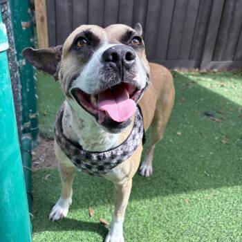 Rescue Mixed Breed Dogs for Adoption in Loxahatchee Groves, Florida - Freddy Krueger | PetCurious