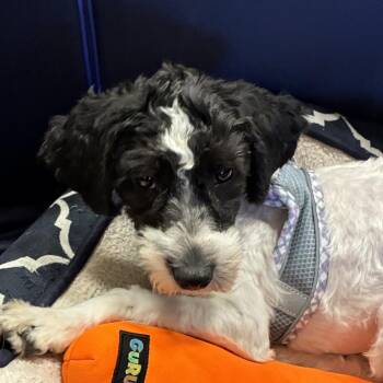 Elsa Mars -  Terrier and Mixed Breed Dog for Adoption in Las Vegas, Nevada - Elsa Mars | PetCurious