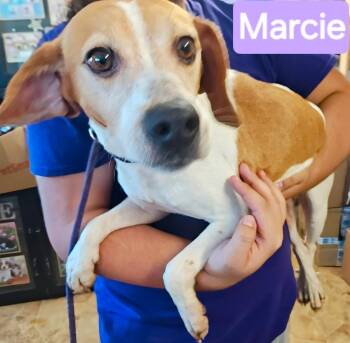 Marcie -  Beagle and Hound Dog for Adoption in Mena, Arkansas - Marcie | PetCurious