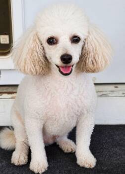 MERL -  Poodle Dog for Adoption in Palm City, Florida - MERL | PetCurious