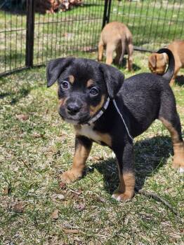 Bernese Mountain Dog and Pit Bull Terrier Dogs Available for Adoption in Rockaway, New Jersey - Tiger Lily Newark | PetCurious