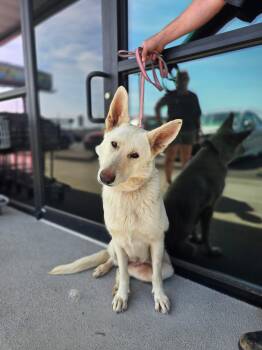 German Shepherd Dog Dogs Available for Adoption - Poppie | PetCurious