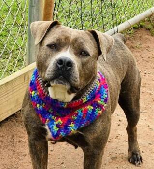 Mixed Breed Dogs Available for Adoption in Seneca, South Carolina - Pixie HW+ Fee Waived | PetCurious