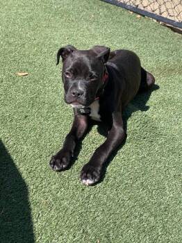 Boxer Dogs Available for Adoption in Douglas, Massachusetts - Pluto  | PetCurious