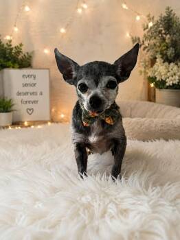 Theodore -  Chihuahua Dog for Adoption in Clovis, California - Theodore | PetCurious