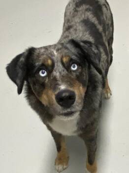 Blue -  Catahoula Leopard Dog and Australian Shepherd Dog for Adoption in Hartford, Kentucky - Blue | PetCurious