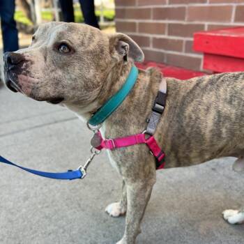 Mixed Breed and Pit Bull Terrier Dogs Available for Adoption in Salt Lake City, Utah - Espresso Bean | PetCurious