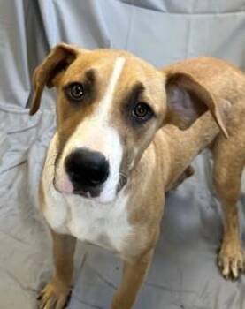 Vivian -  Pit Bull Terrier and Mixed Breed Dog for Adoption in West Memphis, Arkansas - Vivian | PetCurious