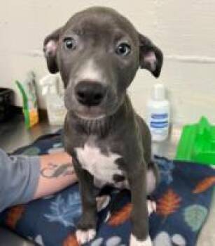 Mixed Breed Dogs Available for Adoption in West Chester, Pennsylvania - Little Momma | PetCurious
