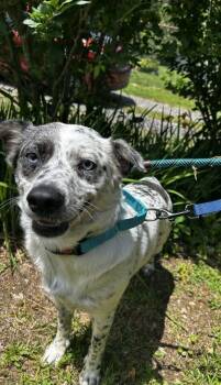 Hazel -  Mixed Breed Dog for Adoption in Spruce Pine, North Carolina - Hazel | PetCurious