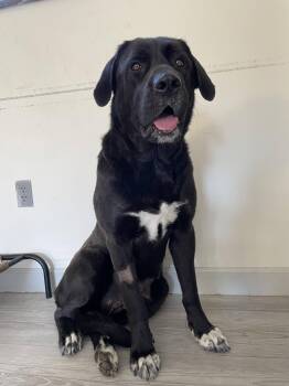 Newfoundland Dog Dogs Available for Adoption in South Bend, Indiana - Marley | PetCurious