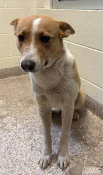 Australian Cattle Dog Blue Heeler and Mixed Breed Dogs Available for Adoption in Pueblo, Colorado - COOKIE | PetCurious