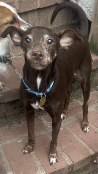 Rescue Miniature Pinscher and Italian Greyhound Dogs for Adoption - Chocolate | PetCurious
