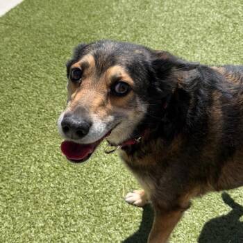 Milton -  Australian Kelpie Dog for Adoption in Cody, Wyoming - Milton | PetCurious