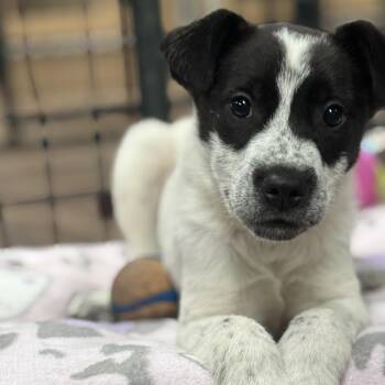Australian Cattle Dog Blue Heeler Dogs Available for Adoption in Tulsa, Oklahoma - Rella | PetCurious