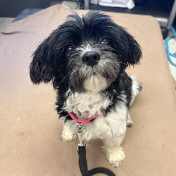 Heather -  Shih Tzu Dog for Adoption in Ashland, Oregon - Heather | PetCurious