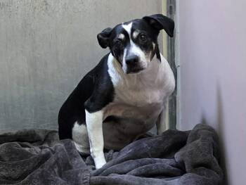Terrier Dogs Available for Adoption - JUDY JETSON | PetCurious