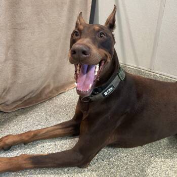 Duke -  Doberman Pinscher Dog for Adoption in San Gabriel, California - Duke | PetCurious