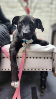 Pit Bull Terrier Dogs Available for Adoption - Annie | PetCurious