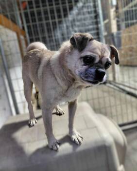 Rescue Pug Dogs for Adoption in Othello, Washington - Bonfire | PetCurious