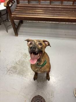 Pit Bull Terrier Dogs Available for Adoption - Bosco | PetCurious