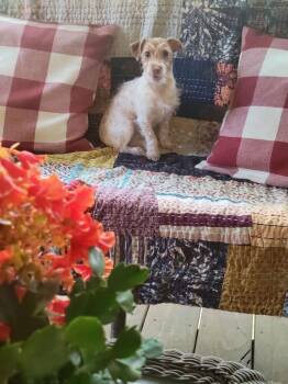 Poppy Terrier -  Terrier Dog for Adoption in Gillsville, Georgia - Poppy Terrier | PetCurious