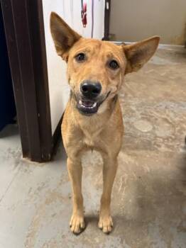 Reggie -  Shepherd Dog for Adoption in Red Bluff, California - Reggie | PetCurious