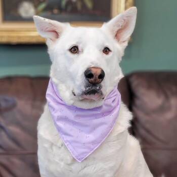 Rescue Shepherd Dogs for Adoption in Toronto, Ontario - ALPHA | PetCurious