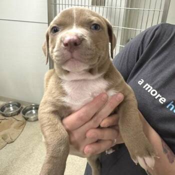 Starling -  Pit Bull Terrier Dog for Adoption - Starling | PetCurious
