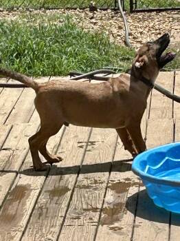 Rescue Black Mouth Cur and Shepherd Dogs for Adoption in Fosters, Alabama - FRANK | PetCurious