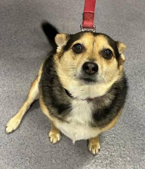 Harley -  Chihuahua Dog for Adoption in Stratham, New Hampshire - Harley | PetCurious