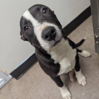 Mixed Breed Dogs Available for Adoption - Dudley | PetCurious