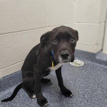 Pit Bull Terrier and Plott Hound Dogs Available for Adoption - FRY | PetCurious