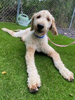 Max -  Poodle Dog for Adoption in Fall River, Massachusetts - Max | PetCurious