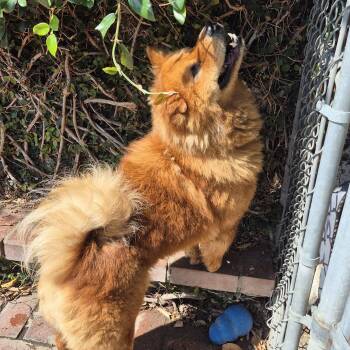 Ms Mocha Ginger -  Chow Chow Dog for Adoption in Manhattan Beach, California - Ms Mocha Ginger | PetCurious