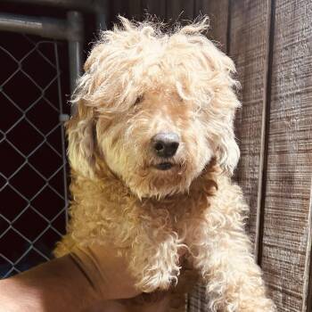 Poodle Dogs Available for Adoption - Lily | PetCurious