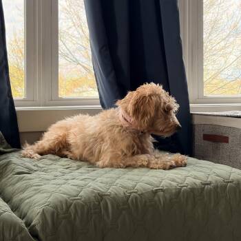 Poodle and Golden Retriever Dogs Available for Adoption in Madison, Wisconsin - Meadow | PetCurious