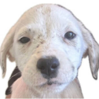 Rescue Mixed Breed Dogs for Adoption in Austin, Texas - Lemon Zest | PetCurious