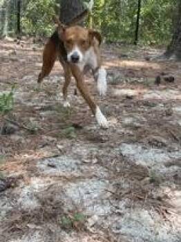 Beckham -  Hound Dog for Adoption in Georgetown, South Carolina - Beckham | PetCurious