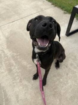 Pinwheel -  Mixed Breed Dog for Adoption in Kansas City, Missouri - Pinwheel | PetCurious