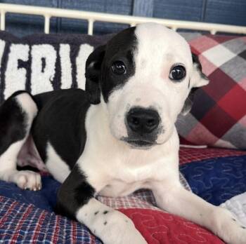 Pointer and Dalmatian Dogs Available for Adoption in Washington, District Of Columbia - Pup Speckles | PetCurious