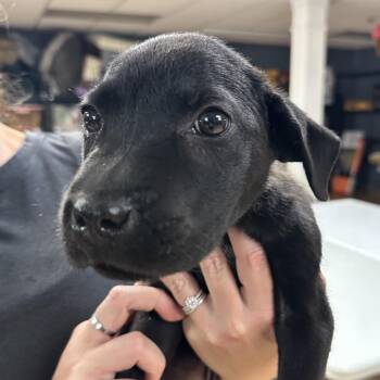 Patch -  Mixed Breed Dog for Adoption in Austell, Georgia - Patch | PetCurious
