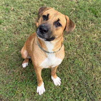 Smudge -  Shepherd and Mixed Breed Dog for Adoption in Fresno, California - Smudge | PetCurious