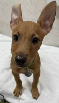 Rescue Terrier and Mixed Breed Dogs for Adoption in Honolulu, Hawaii - 59693351 | PetCurious
