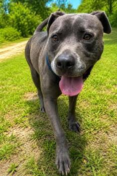 Shadow -  Pit Bull Terrier and Mixed Breed Dog for Adoption in Palm Coast, Florida - Shadow | PetCurious