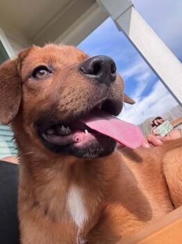Chip -  Hound Dog for Adoption in Temple, Texas - Chip | PetCurious
